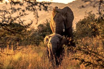 Afrykańska Przygoda Platinum