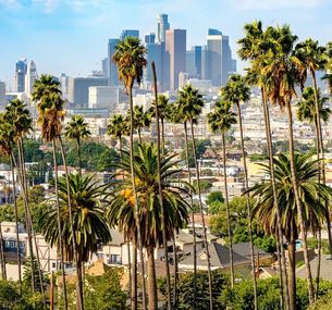 zdjęcie oferty Gwiazdy Kalifornii