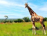 Rwące Przygody Nad Nilem