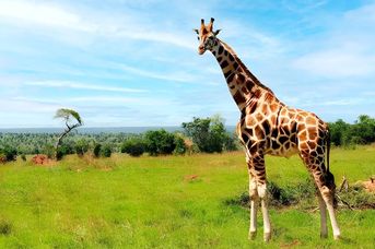 Rwące Przygody Nad Nilem