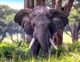 Perły Wschodniej Afryki: w Ugandzie i Rwandzie