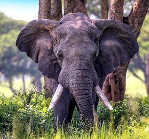 zdjęcie oferty Perły Wschodniej Afryki: w Ugandzie i Rwandzie