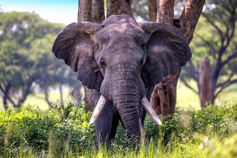 Perły Wschodniej Afryki: w Ugandzie i Rwandzie