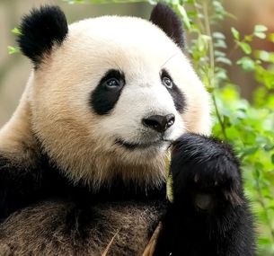 zdjęcie oferty Pandy, Smoki i Metropolie