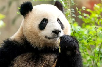 Pandy, Smoki i Metropolie