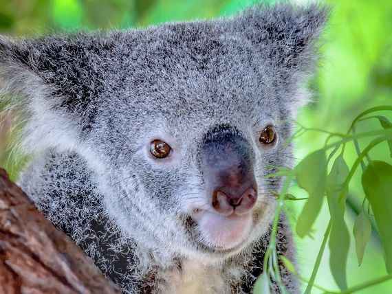 Desert Palms Alice Springs 4*