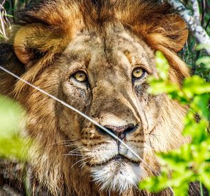 zdjęcie oferty Diamenty Południowej Afryki