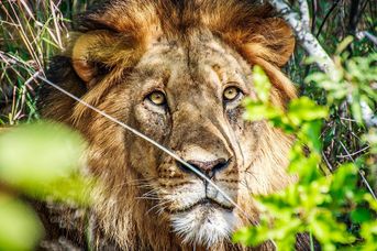 Diamenty Południowej Afryki