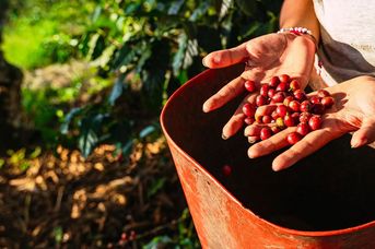 Kolumbia: Smak Kawy i Słońca