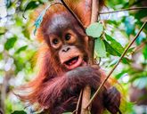 Naturalne piękno Indonezji