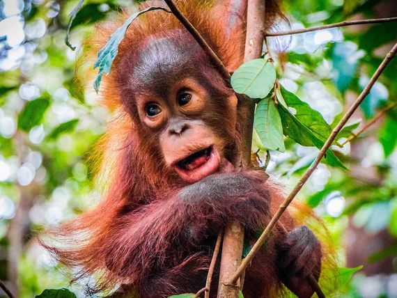 Naturalne piękno Indonezji