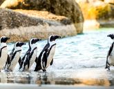 Kameralna Podróż - Kapsztad