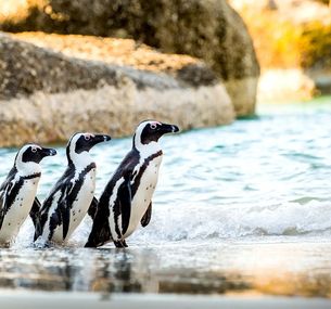 zdjęcie oferty Kameralna Podróż - Kapsztad