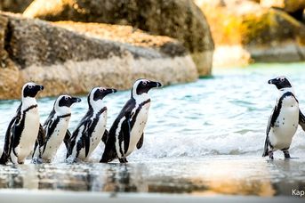 Kameralna Podróż - Kapsztad