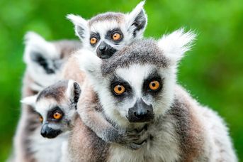 W Krainie Lemurów i Baobabów