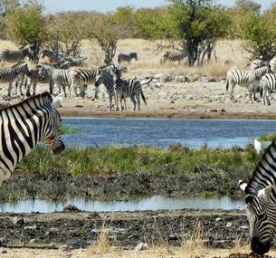 zdjęcie oferty Namibia dla koneserów