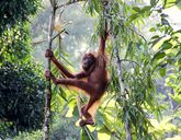 Do Serca Borneo + Hotel Holiday Villa Resort Beachclub