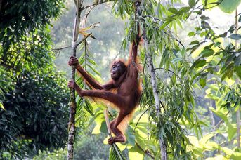 Do Serca Borneo + Hotel Holiday Villa Resort Beachclub