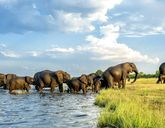 Bez Trwogi Po Bezdrożach: Botswana i Zimbabwe