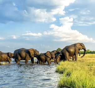 zdjęcie oferty Bez Trwogi Po Bezdrożach: Botswana i Zimbabwe