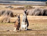 Duet Idealny: Australia i Tasmania