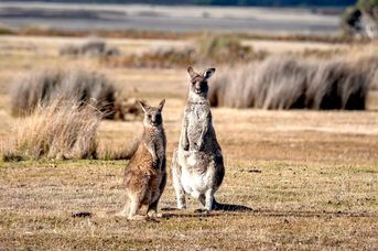 Duet Idealny: Australia i Tasmania