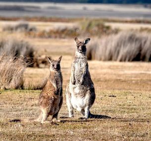 zdjęcie oferty Duet Idealny: Australia i Tasmania