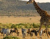 RPA -  Zimbabwe /+ opcja Botswana/