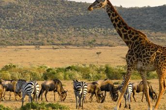 RPA -  Zimbabwe /+ opcja Botswana/