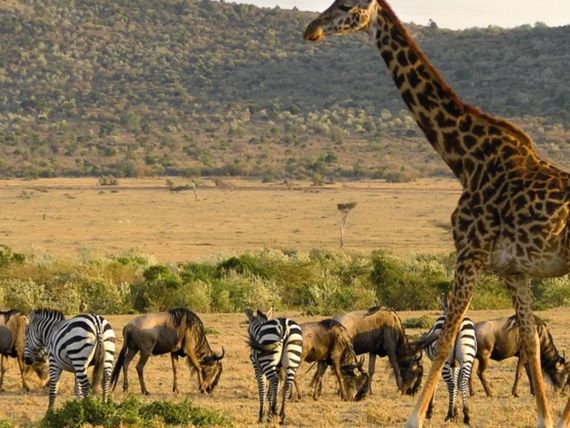 RPA -  Zimbabwe /+ opcja Botswana/