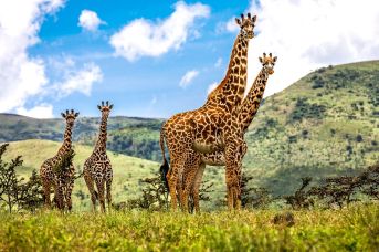Oko w Oko z Ngorongoro