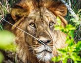 Diamenty Południowej Afryki