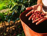 Kolumbia: Smak Kawy i Słońca