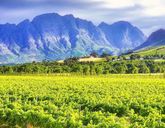 Kapsztad, dwa przylądki i winnice w stylu SLOW TRAVEL dla koneserów