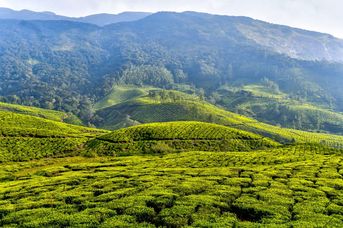 Gruzja, Turcja - Turecka kawa i herbaciane Batumi