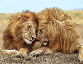 Senegambia - spacer z lwami