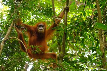 Singapur, Jawa, Bali i Sumatra - wulkany i orangutany