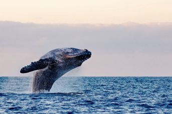 Brazylijskie wybrzeże wielorybów