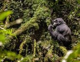 Uganda - Tropem Goryli