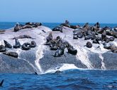 RPA i Kapsztad - W cieniu Góry Stołowej