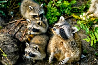 Królestwo Flory i Fauny