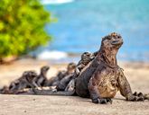 Dalej być nie może - Galapagos i Wyspa Wielkanocna