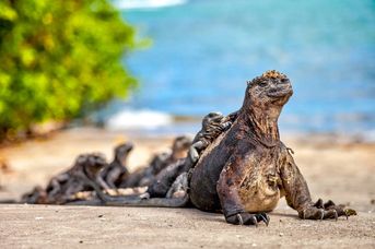 Dalej być nie może - Galapagos i Wyspa Wielkanocna