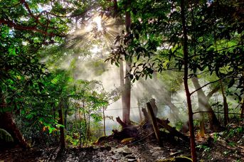 Zielone serce tropików