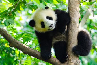 Chiny - pandy, Chongqing i tropikalna Sanya