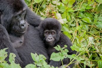 Uganda