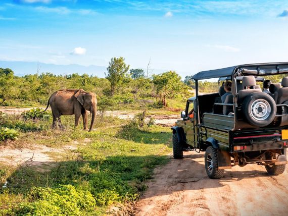 Lankijskie Safari