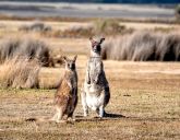 Duet Idealny: Australia i Tasmania