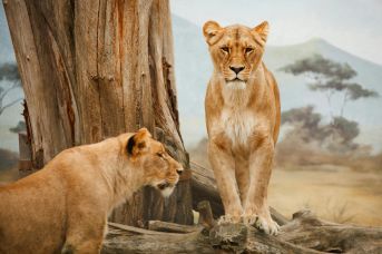 Afrykańska przygoda - Serengeti i Zanzibar