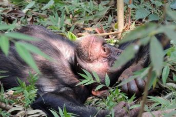 Niezbadana Tanzania - Szympansy i Safari